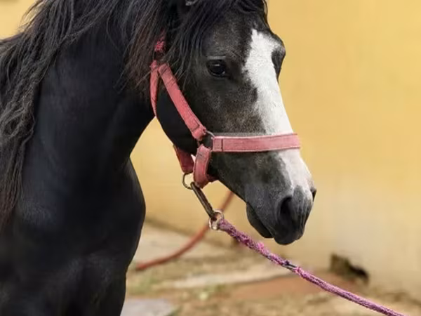 حصان, Anglo-Arabian
