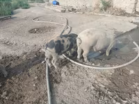 Qaban, Donuzlar — foto 6
