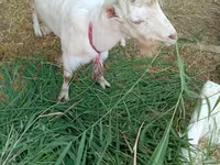 Коза, LaMancha goats — фото 3