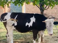 Kuh, Simmental cattle — Foto 1