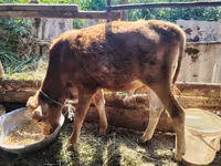 Bull, Cattle — photo 5