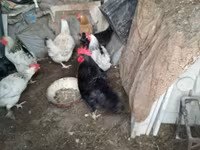 Chickens — الصورة 3
