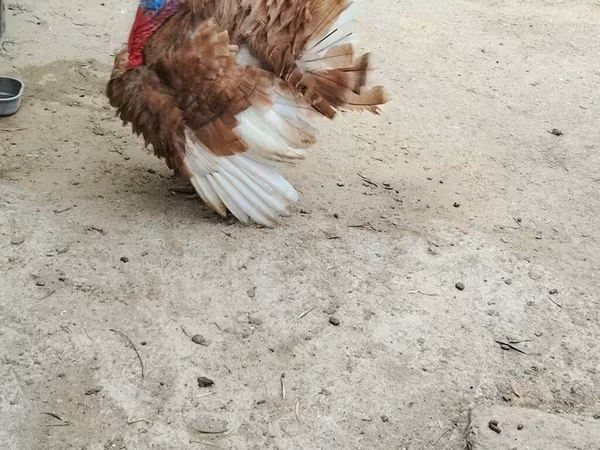 Broad Breasted White — Azerbaijan