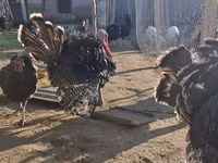 برونز — الصورة 3