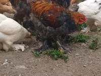براهما — الصورة 4