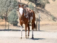At, American paint horse — foto 6