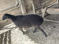 Beran, Rhon sheep — foto 1