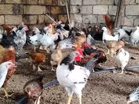 Chickens — photo 3