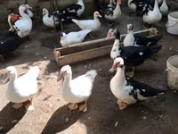 Ducks — الصورة 7