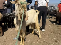 Billy Goat, Damask goat — photo 5