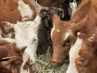 Bovinos (lote, sexo não especificado), Bovinos — foto 5