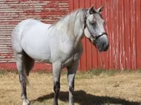 At, Tennessee Walking Horse — foto 5