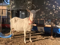 Koza, Saanen goat — zdjęcie 1