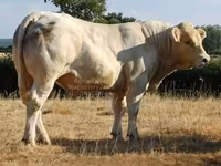 Buğa, Charolais cattle — foto 1