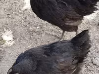 Chickens — photo 3
