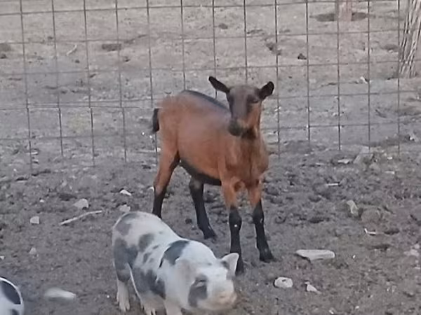 Koza, Alpine goat