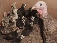 Turkeys — foto 2