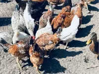 Chickens — Foto 3