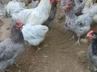 Australorp — foto 1