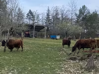 Vaca, Dexter — foto 2