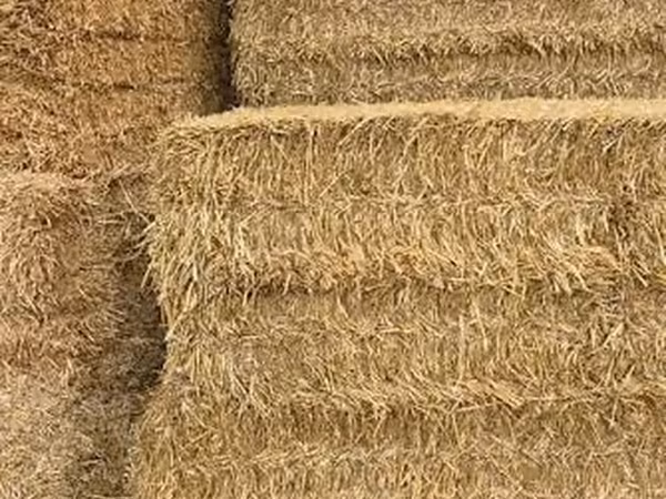 Yonca ilə qarışığ ot 1000 ədəd var hal hazırda yeni biçimdir TƏCİLİ