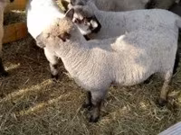 Ovelha, Shroshire sheep — foto 2