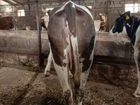 İnək, Simmental cattle — foto 1