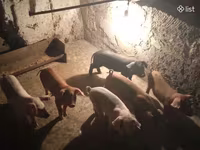 Säue, Schweine — Foto 2
