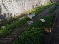 Ducks — photo 1
