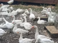 Geese — photo 1