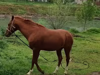 Caballo, Caballos — foto 2