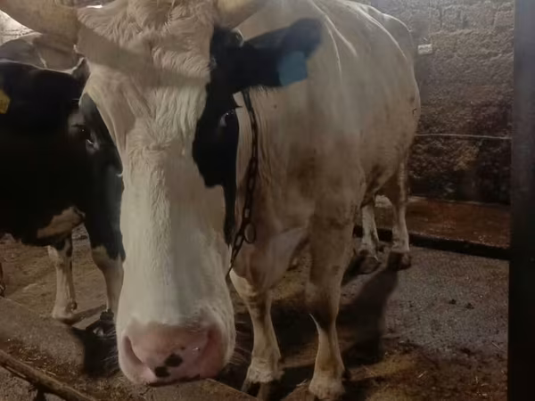 İnək, Simmental cattle