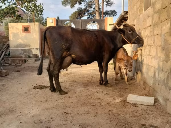 İribuynuzlu mal-qara (partiya, cinsi göstərilməyib), Mal-qara