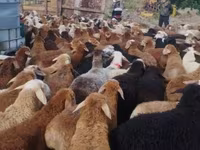Ram, Sheep — photo 1
