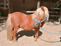 Horse (M), Shetland Pony — photo 3