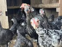 Turkeys — फ़ोटो 3