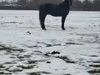 Cavalo, Lipizzaner — foto 1