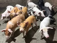 Säue, Schweine — Foto 1