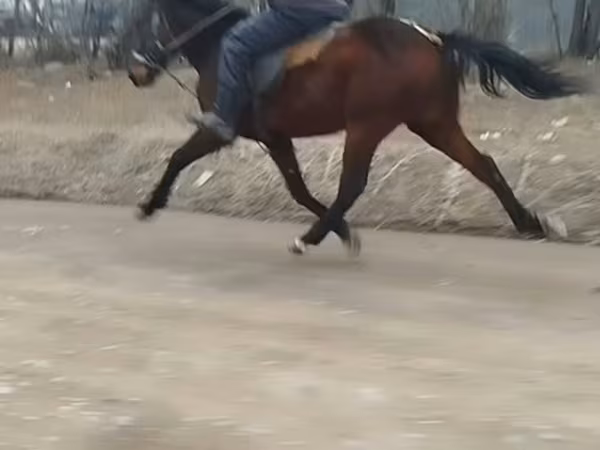 Caballo, Caballos