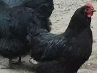 Chickens — फ़ोटो 1