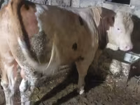 Bull, Simmental cattle — photo 1