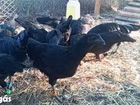Ayam Cemani — foto 8