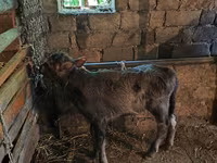 Buğa, Mal-qara — foto 5
