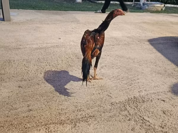 Chickens