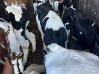 Býk, Russian Black pied cattle — foto 1