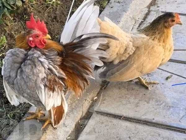 सेरामा