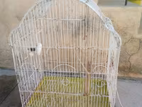 Iki qus (erkek disi) bir boyuk qefes icinde yemi qabi su qabi — Foto 2