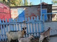 Koza, Kozy — zdjęcie 3