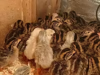Guinea fowl — photo 1