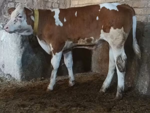 Bulle, Simmental cattle